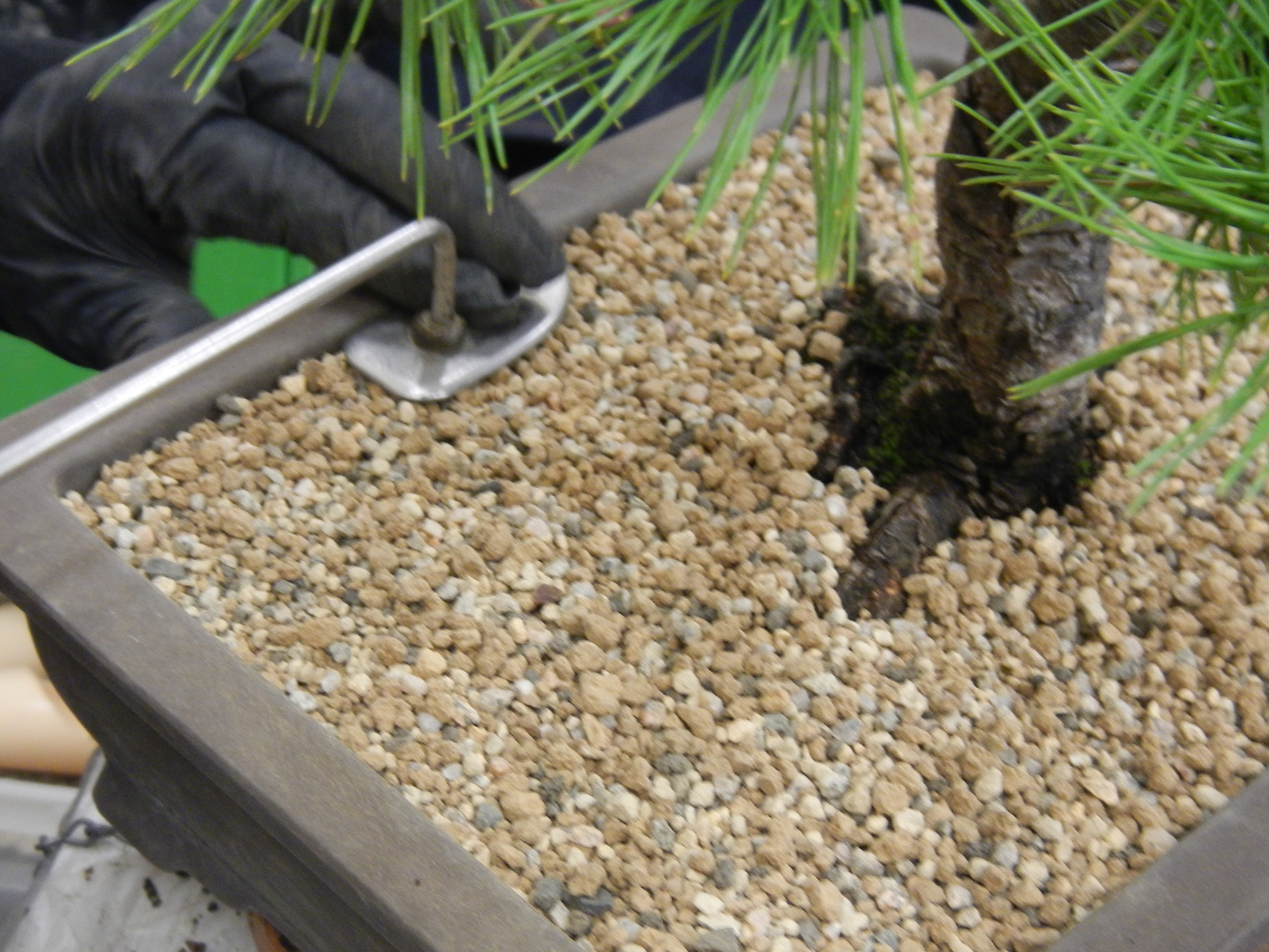 Surface of soil s/b level