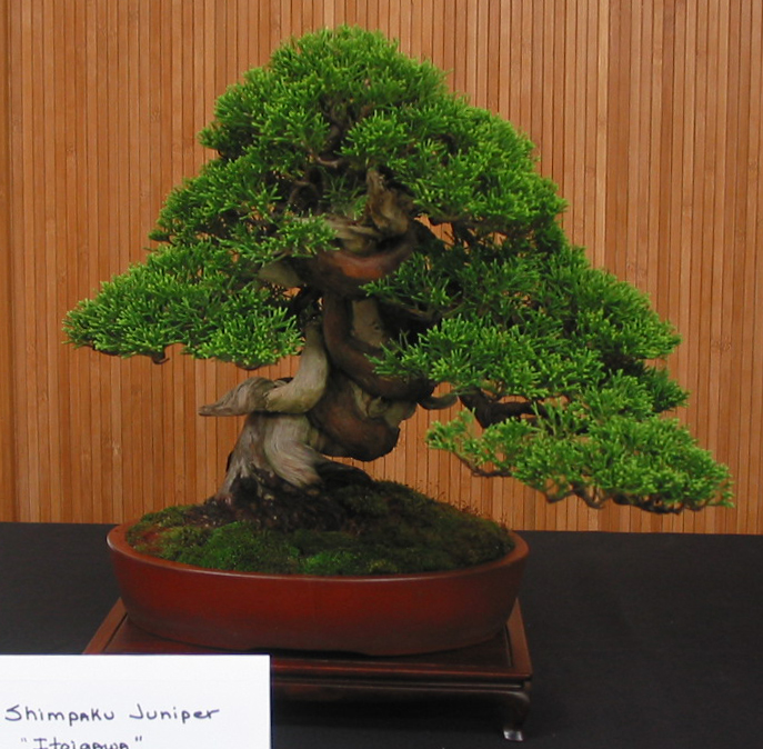Shimpaku Juniper, "Itoigawa"