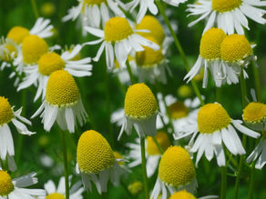 The Benefits of Chamomile