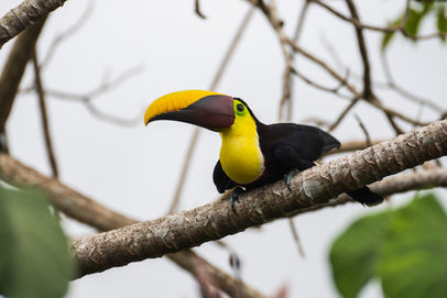 210619-Toucan-Cusinga.jpg