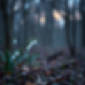A slightly abstract background reminiscent of snowdrops and a woodland at dusk.jpg