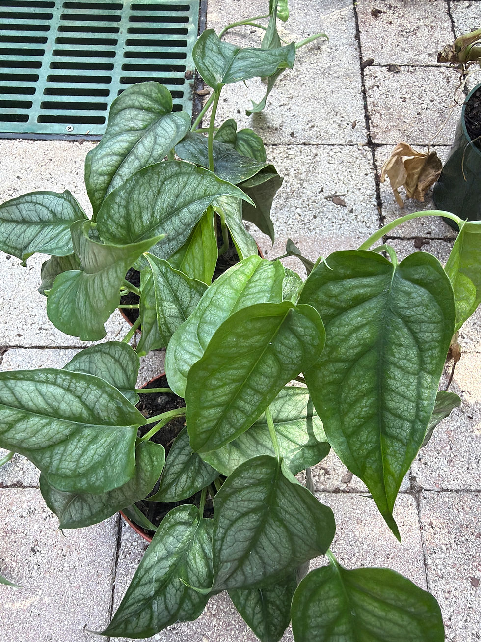 Thumbnail: Mystery Box - Philodendron 
