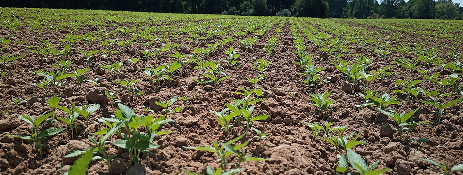 La Ferme du Relais | Paysans-boulangers bio à Pellevoisin 36