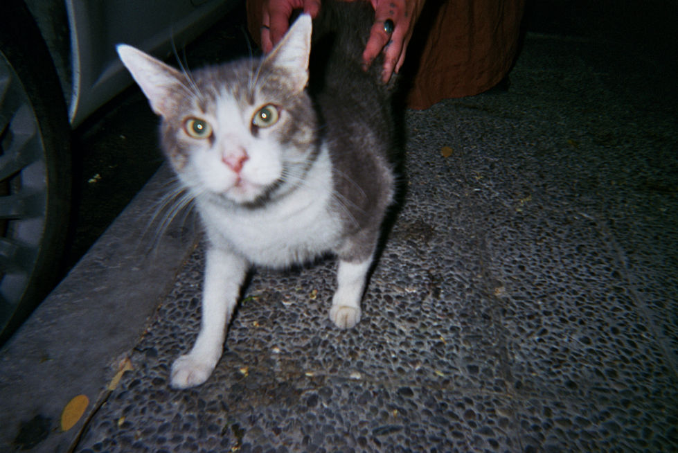 Kitty, Athens