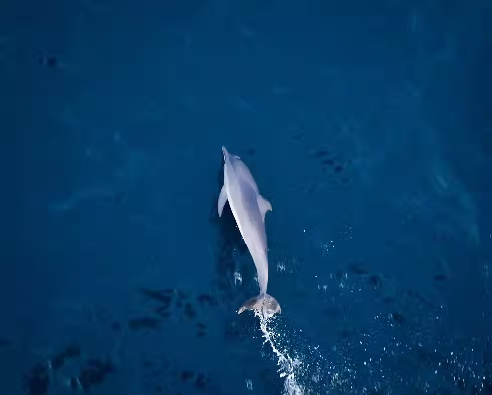 Animal: Bird's eye