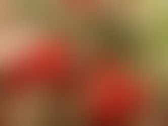 Sturt’s Desert Pea