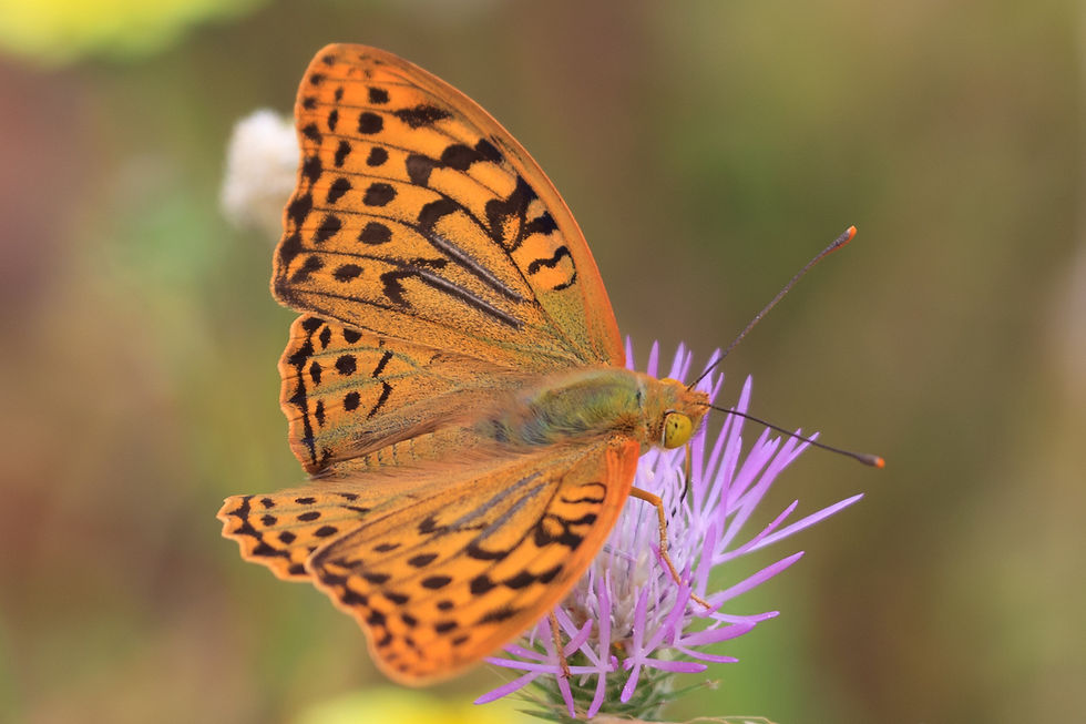 Mariposa_naranja.jpg