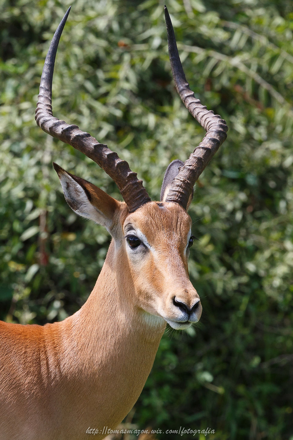 Impala