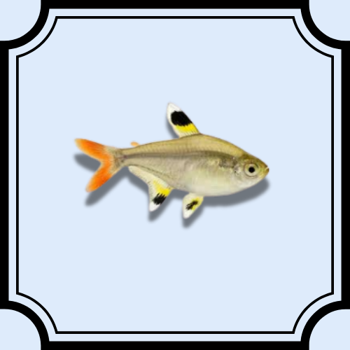 X-Ray Tetra