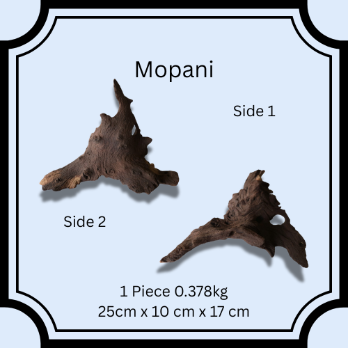 Mopani Driftwood #1