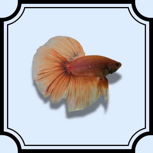 Doubletail Betta Male #2