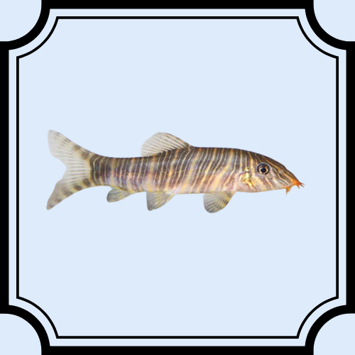 Zebra Loach