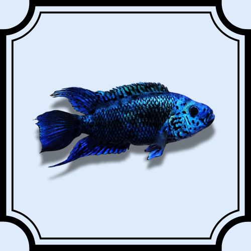 Jack Dempsey Electric Blue