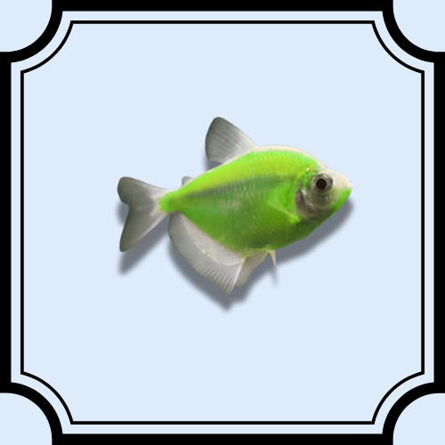 GMO Widow Tetra - Green
