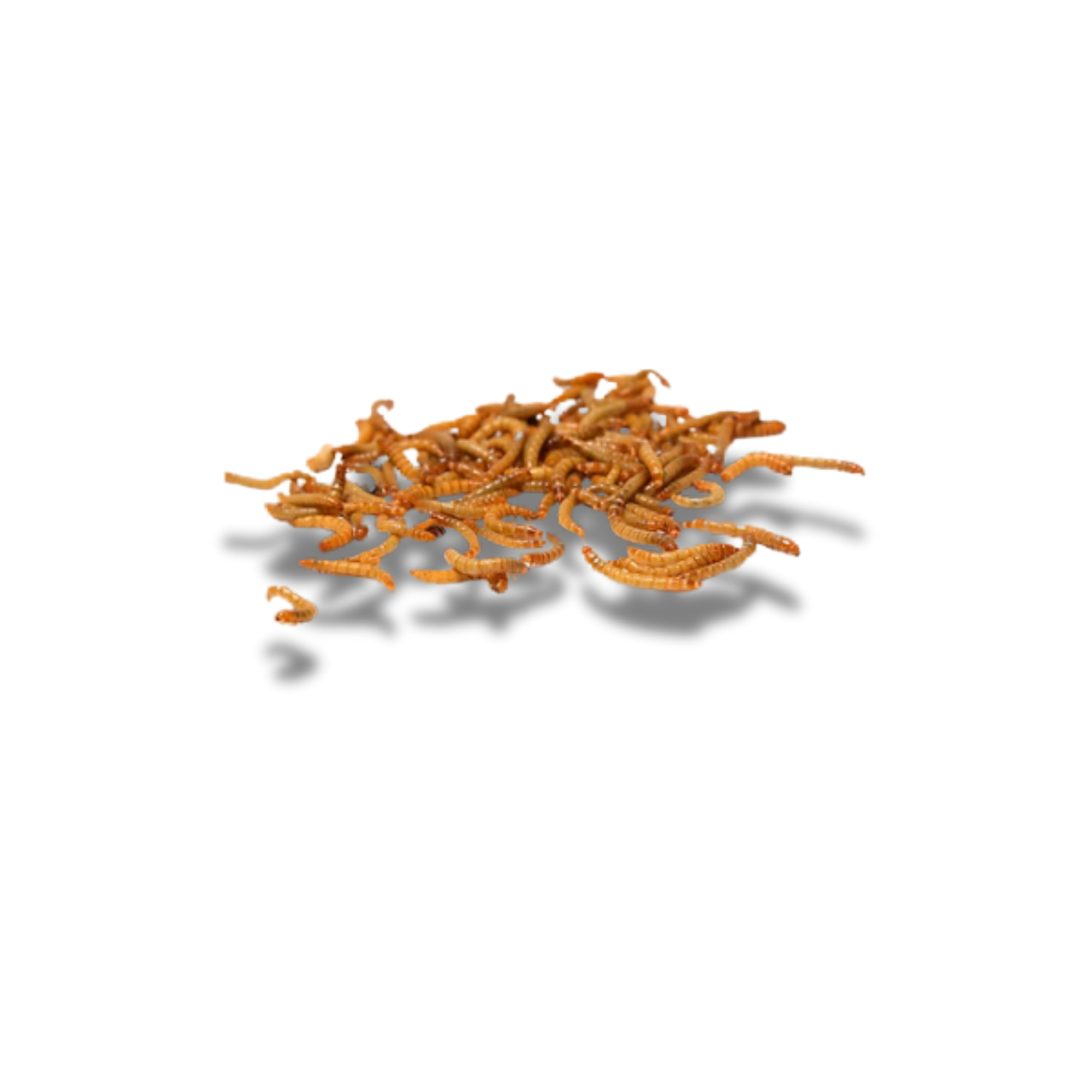 Mealworms (for 100)
