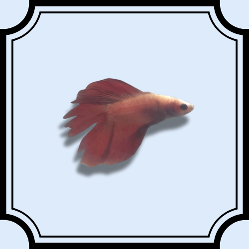 Doubletail Betta Male