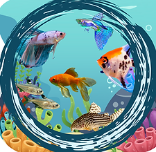 Live Fish.png