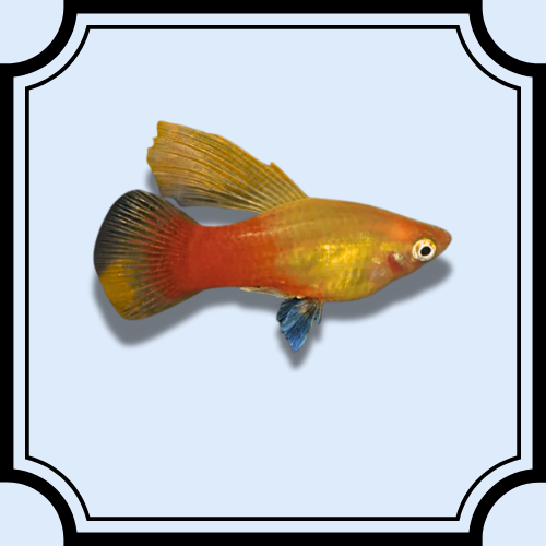 Gold-Orange Hi Fin Platy