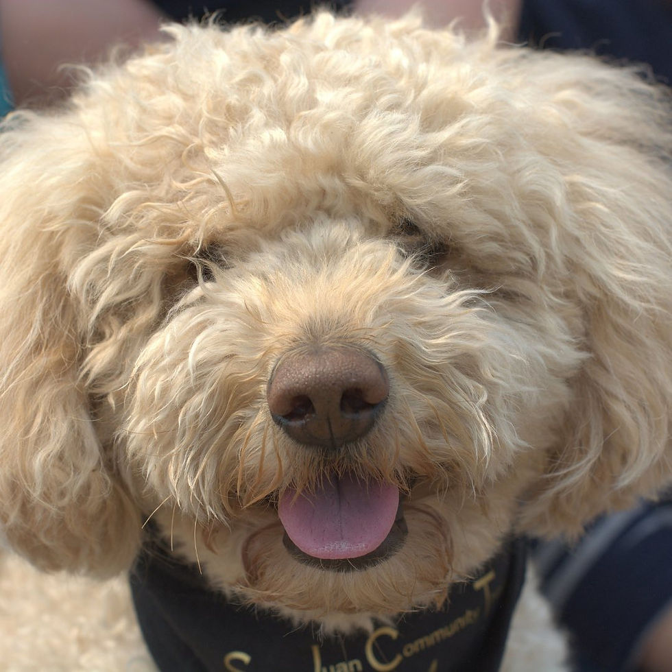 230871571_393981858768235_900534236155826099_n