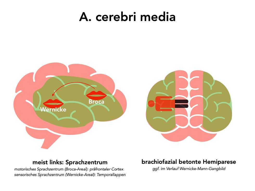 Neurologie