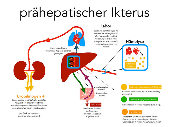 prähepatischer Ikterus, Ursachen