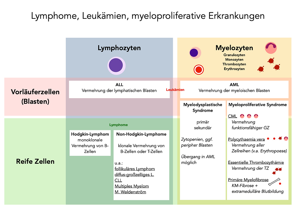 Übersicht Lymphome und Leukämien