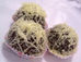 Donat Cilik Coklat & Keju
