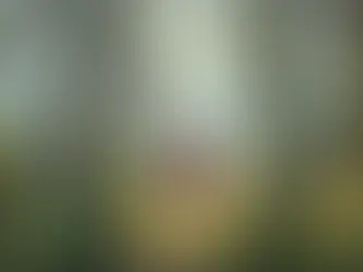 A backpacked owl walks a misty glowing forest path past signs reading This Way and That Way, with mushrooms and tiny creatures.