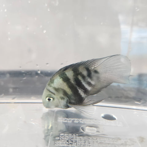 blue polar parrot fish Tiger Cichlid 2-3" Polar Blue Parrot Cichlid Fish