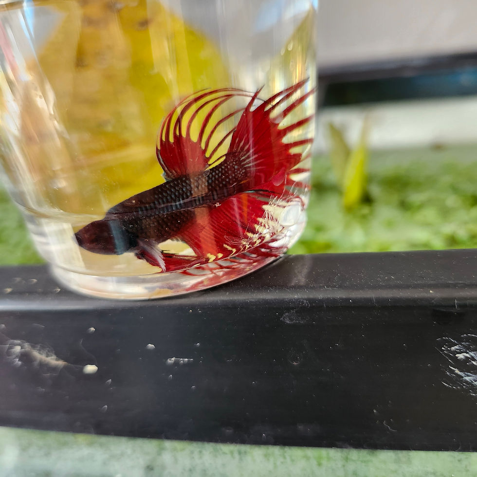 Thumbnail: Cambodian Crowntail Bettas