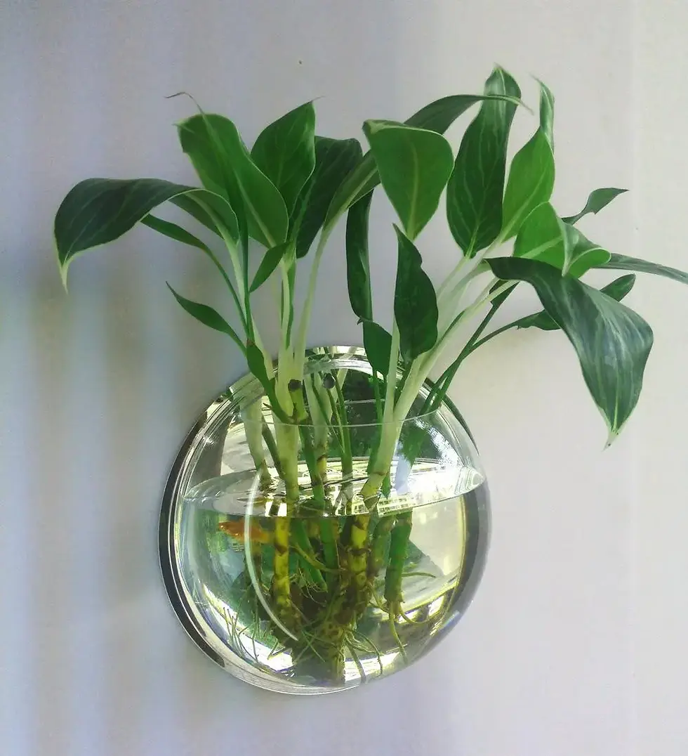 Thumbnail: Wall-Mounted Fish Bowl