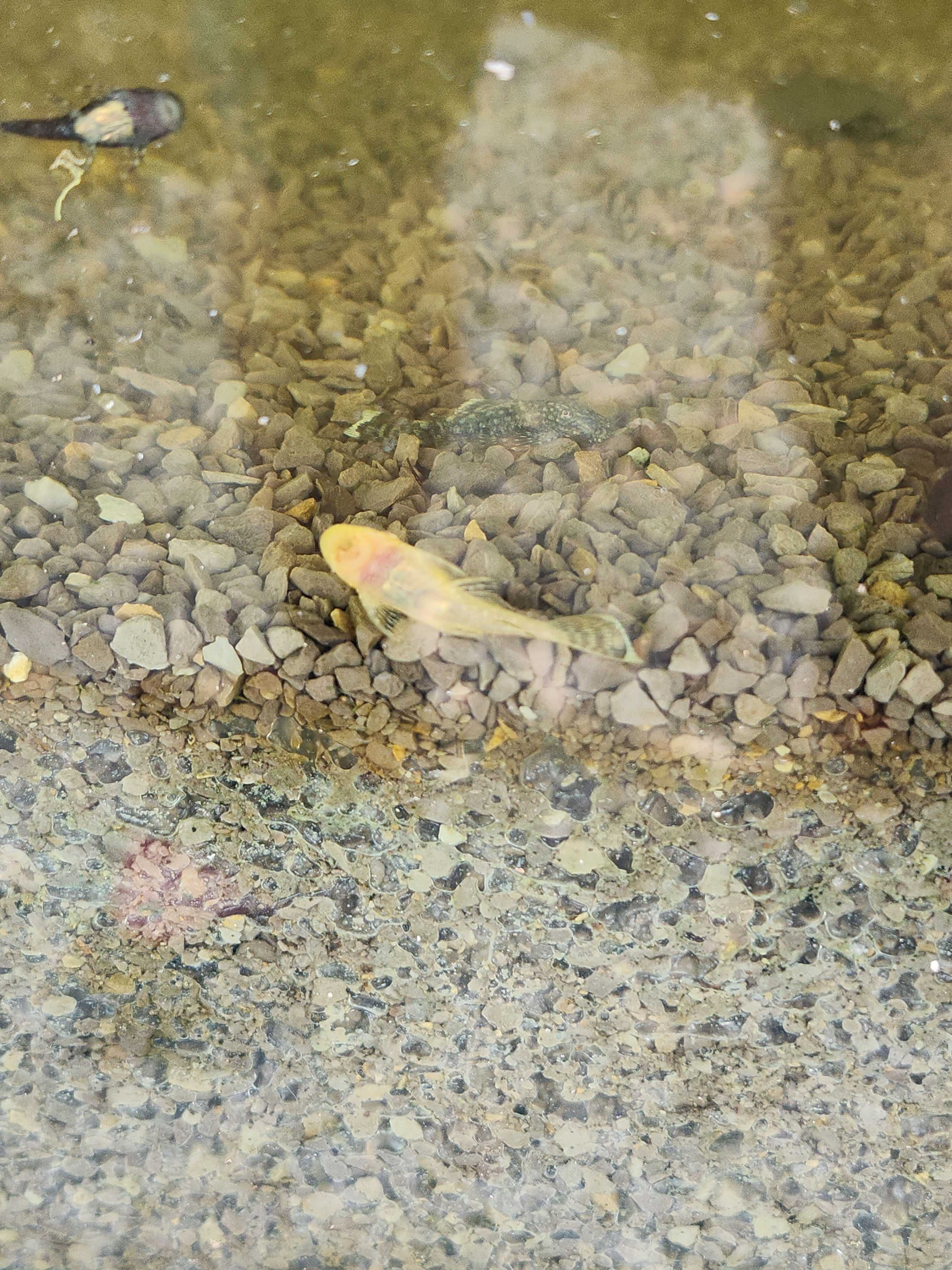 Bristlenose Plecostomus 
