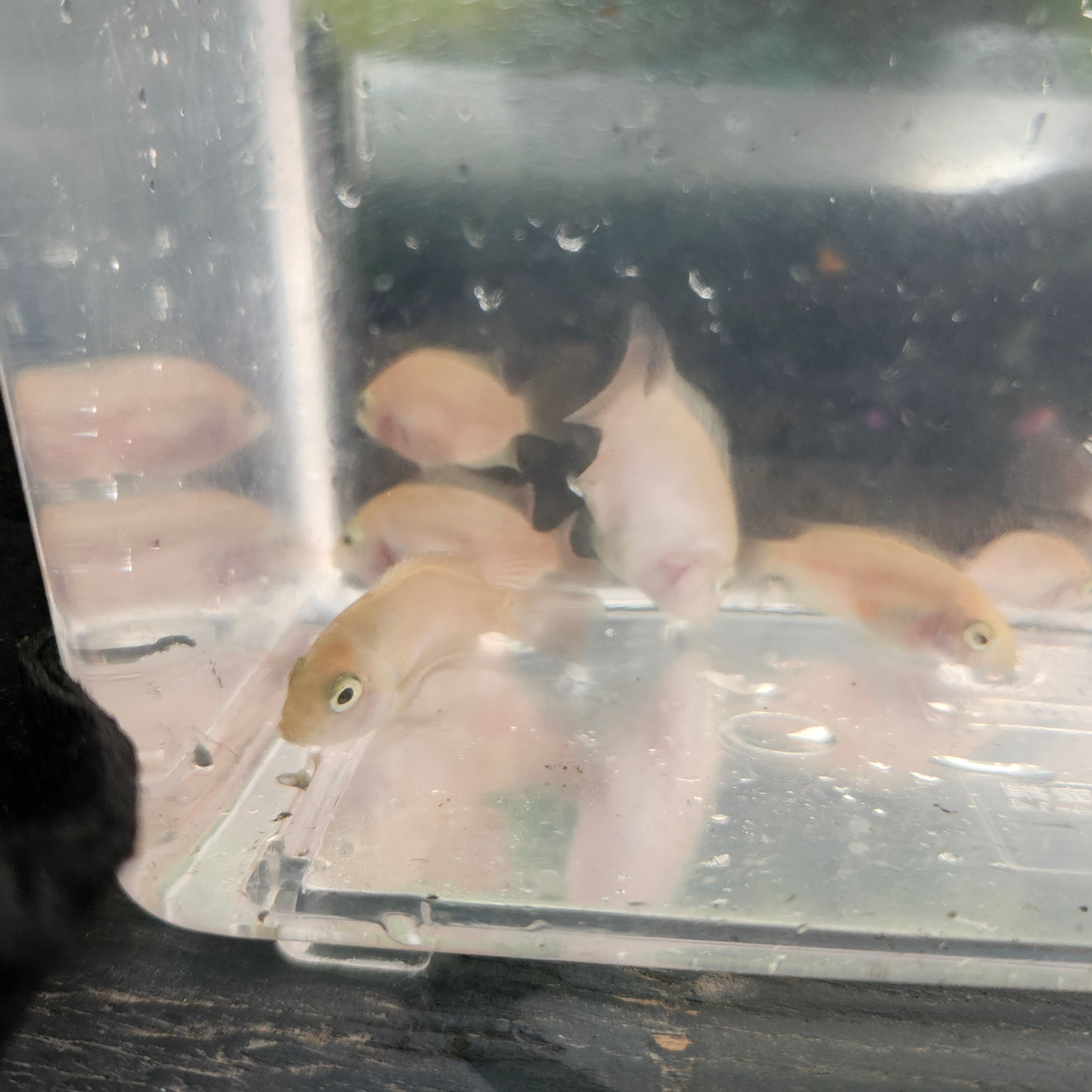 Pink Convict Cichlid