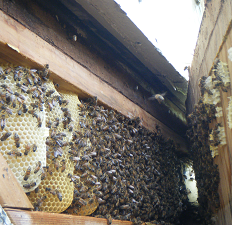 Wild Hive in a House Wall