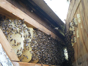 Wild Hive in a House Wall