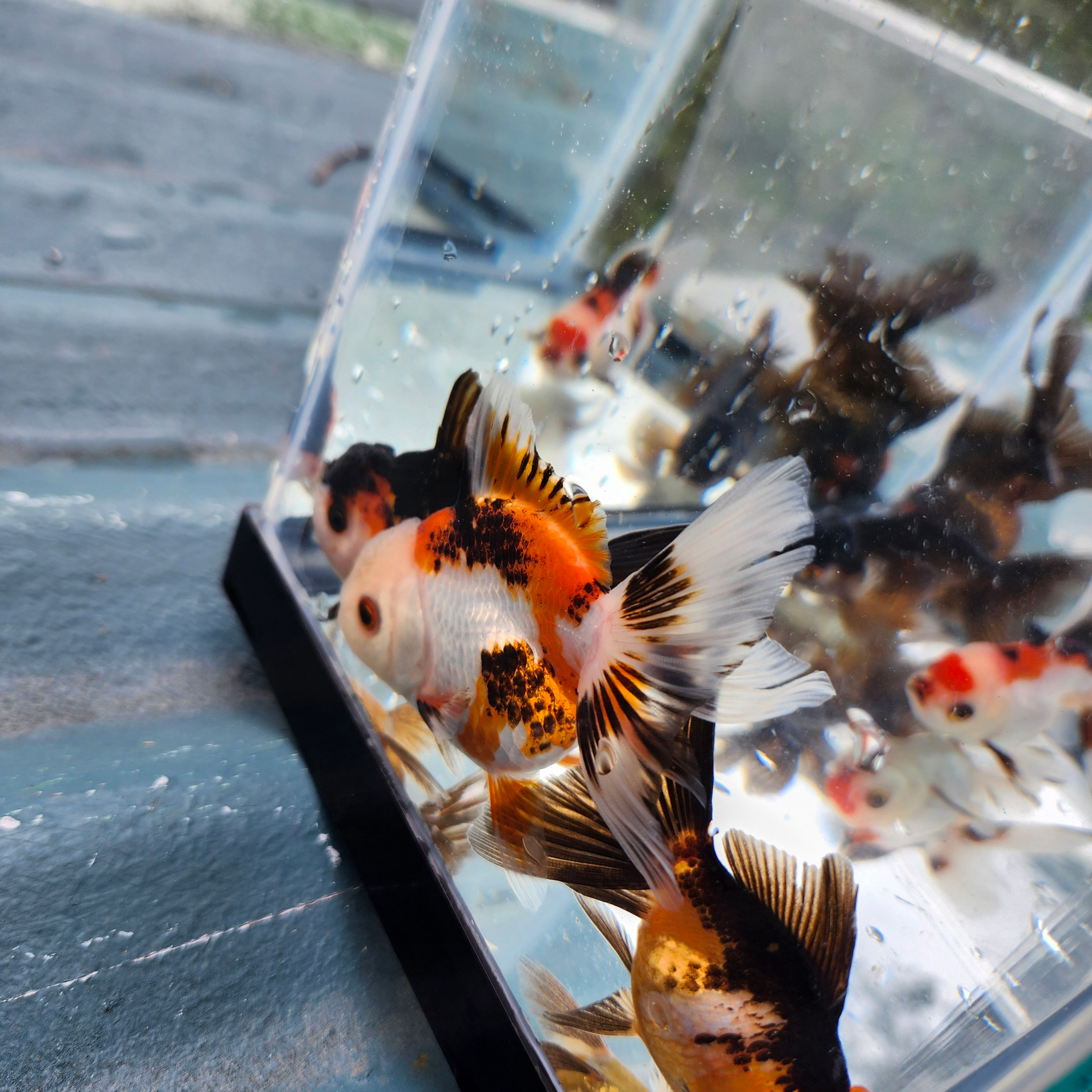 3"-4" Tri color oranda 