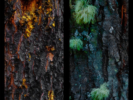 Nouvelles photos de troncs d'arbres du Yukon