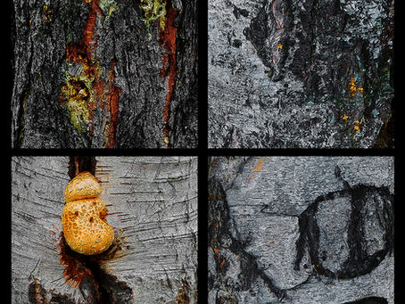 Nouvelles photos de troncs des Territoires du Nord-Ouest