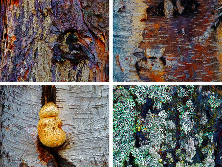 New Images from the Northwest Territories