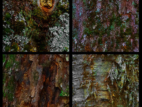 Nouvelles photos de troncs d'arbres de l'Île-du-Prince-Édouard