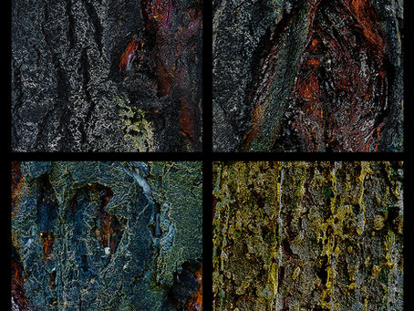 Nouvelles photos de troncs d'arbres du Yukon