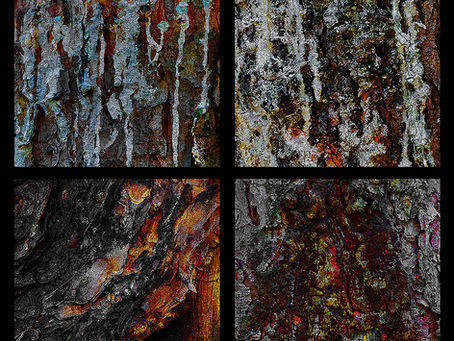 Nouvelles photos de troncs des Territoires du Nord-Oues