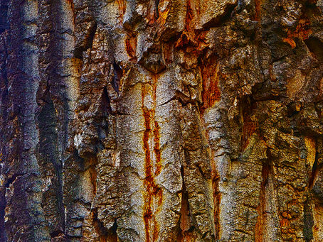 New trunks from Alberta and Manitoba