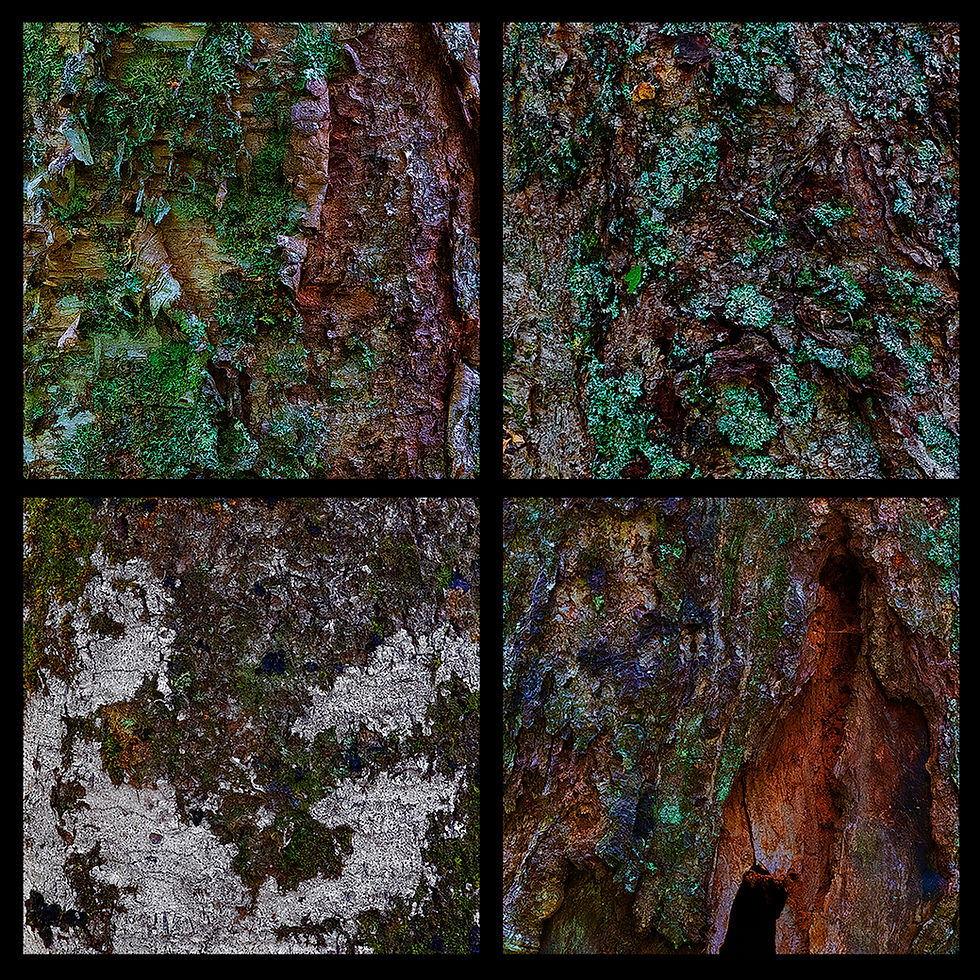New Trunk Images from New Brunswick
