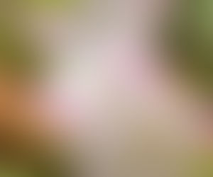 コラム【ダルクローズと散歩】⑧