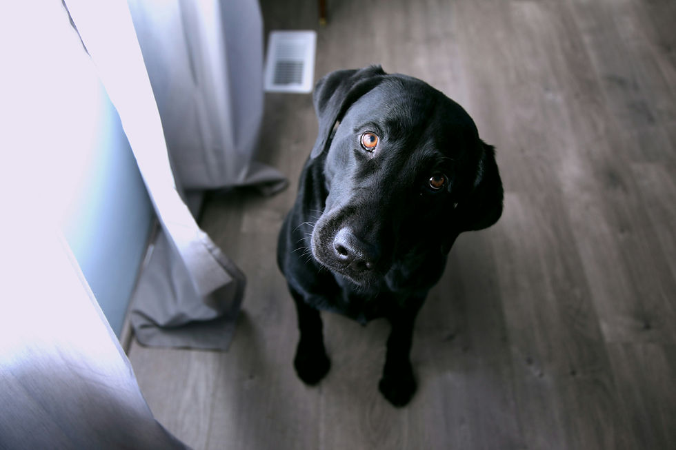 Black Lab sittting nicely