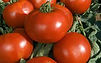 1.20€ le plant // 11€ les 10 plants et 0,95€ le plant à partir de 50 plants de tomates