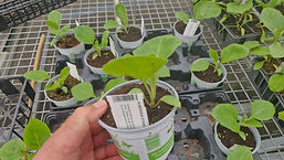 3€ le plant en pot de 10,5cm