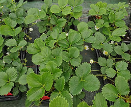 1,10€ le plant // 9,50€ les 10 plants et 0,90€ le plant à partir de 50 plants de fraisiers