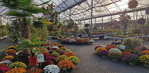 Chrysantheme2026